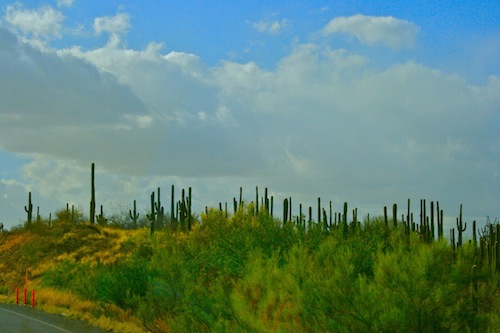 Cactus mexico