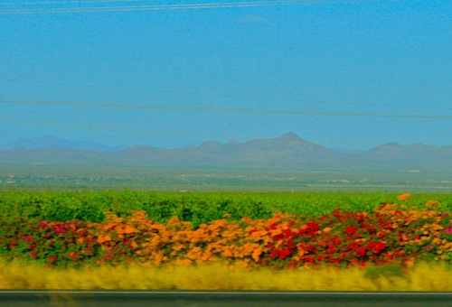 Vineyard Flowers