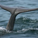 Bocas Del Torro Dolphin Tail