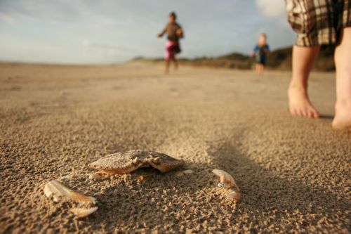 Beach Crab Feet