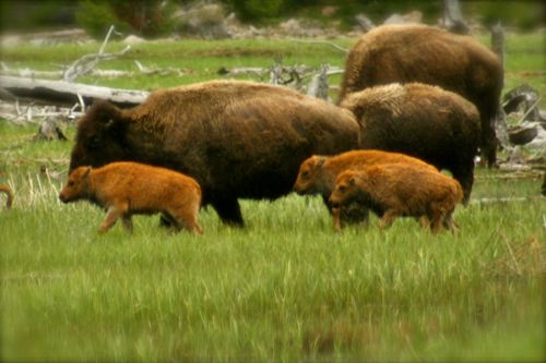 bison buffalo yellowstone national park (24)