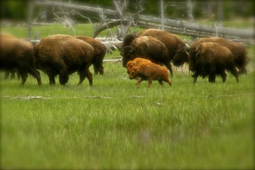 bison buffalo yellowstone national park (23)