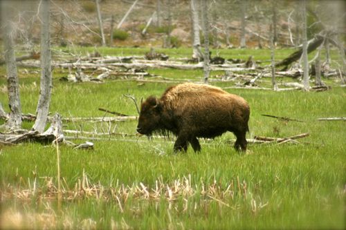 bison buffalo yellowstone national park (22)