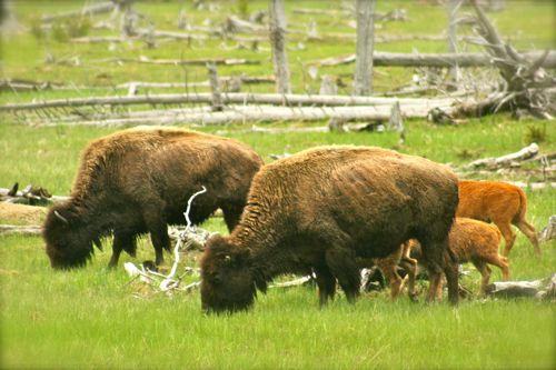 bison buffalo yellowstone national park (19)