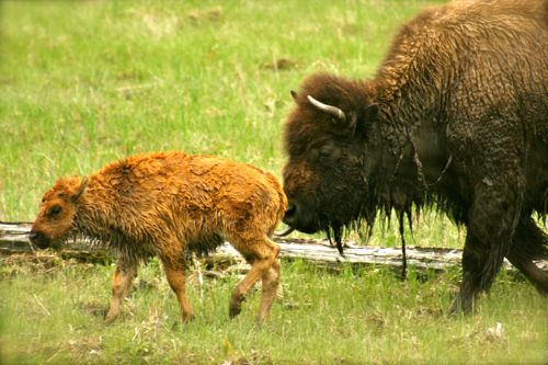 bison buffalo yellowstone national park (18)