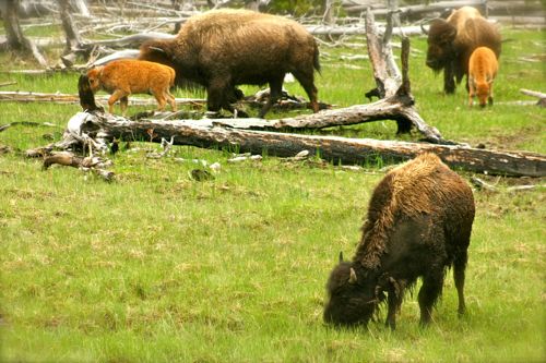 bison buffalo yellowstone national park (17)