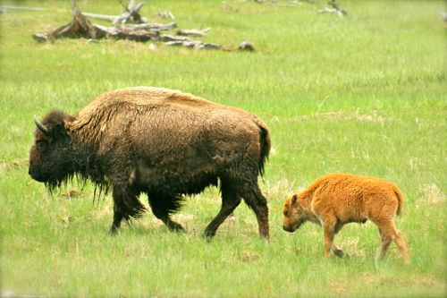 bison buffalo yellowstone national park (16)