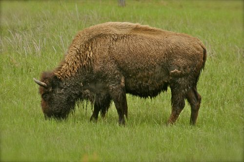 bison buffalo yellowstone national park (13)