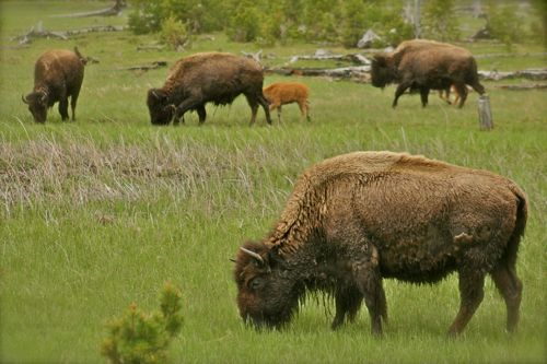 bison buffalo yellowstone national park (12)
