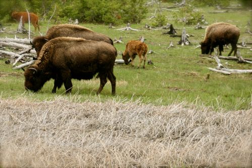 bison buffalo yellowstone national park (11)