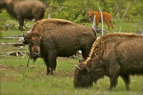 bison buffalo yellowstone national park (10)