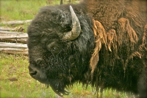 bison buffalo yellowstone national park (8)