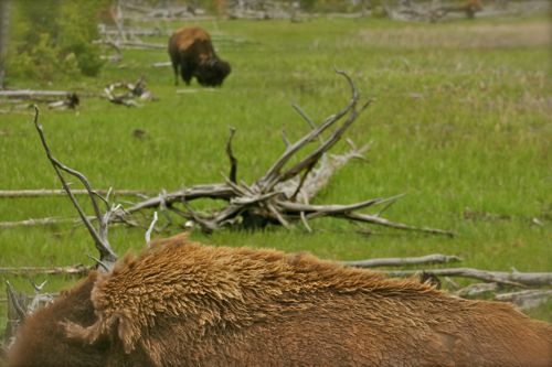 bison buffalo yellowstone national park (6)