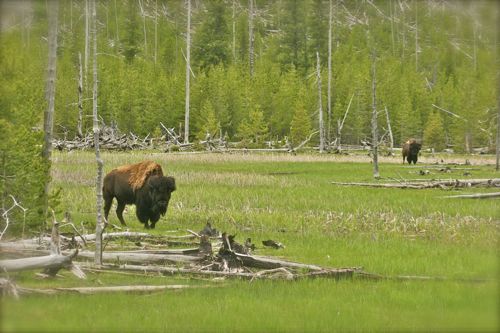 bison buffalo yellowstone national park (5)