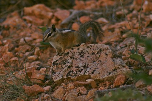 Bryce Canyon - 38