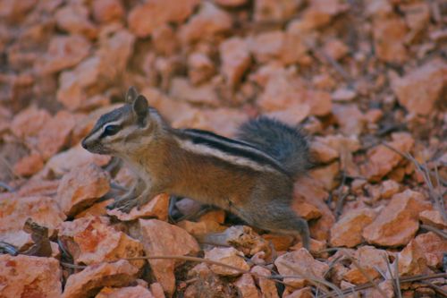 Bryce Canyon - 39